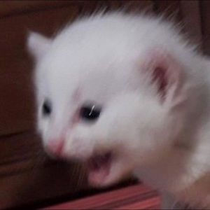 Meet your Posher, Chelsea